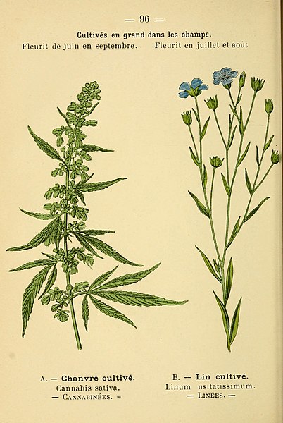 File:Atlas de poche des plantes des champs, des prairies et des bois (PLATE 96) (6022588996).jpg