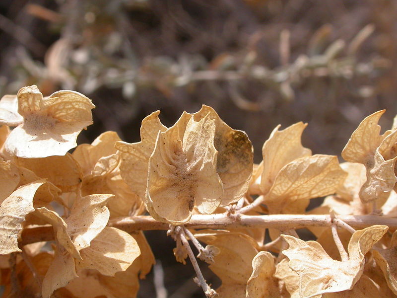 File:Atriplex canescens (8148213106).jpg