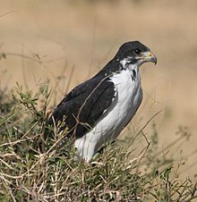 Jackal buzzard Augur buzzard cropped.jpg