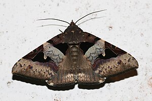 Avatha bubo (Noctuidae Catocalinae).jpg