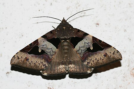 Tập tin:Avatha bubo (Noctuidae Catocalinae).jpg