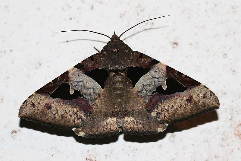 File:Avatha bubo (Noctuidae Catocalinae).jpg