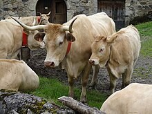 Photographie en couleurs d'une vache et de son veau.