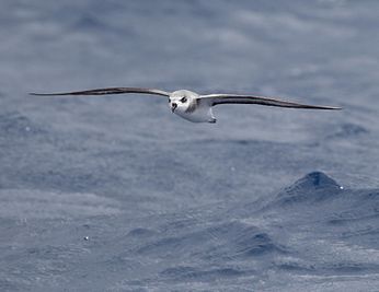 Black-winged Petrel (Pterodroma nigripennis) east of Southport, Queensland, Australia