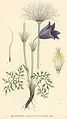 Pulsatilla vulgaris plate 171 in: C.A.M Lindman: Bilder ur Nordens Flora first edition: (1901-1905) supp. edition (1917-1926)