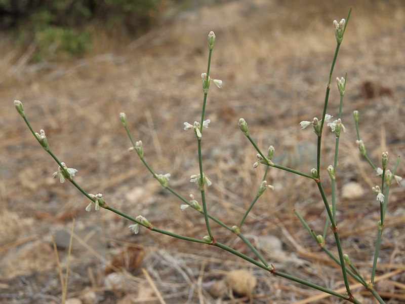 File:Bailey buckwheat, Eriogonum baileyi var. baileyi (16275821649).jpg