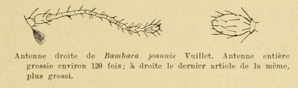 Antenne de Bambara joannisi Vuillet, 1911.