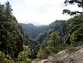 Miniatura para Bosque y monte seco de las islas Canarias