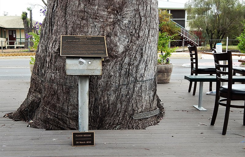 File:Base of Taroom Leichhardt Tree September 2019.jpg