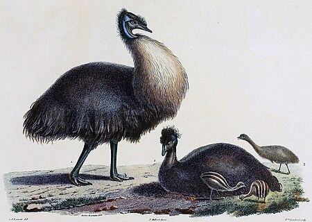 Emu_Pulau_Kangaroo