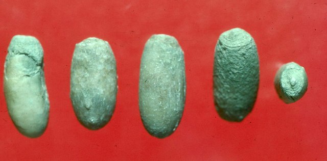 Bee nest ichnofossils from Wyoming