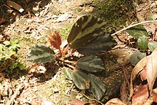 בגוניה truncatifolia.jpg