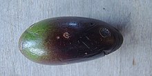 Beilschmiedia pendula, Slugwood fruit. (9755165465).jpg
