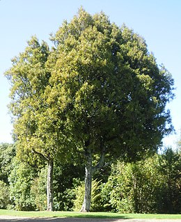 <i>Beilschmiedia tawa</i> Species of tree