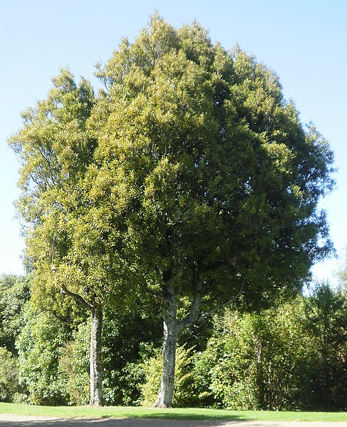 File:Beilschmiedia tawa 11.JPG