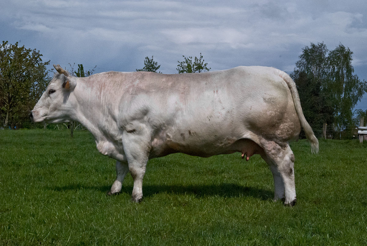 belgian blue cattle muscle