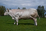 Vache blanche à puissante musculature