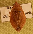 Belostoma sp.