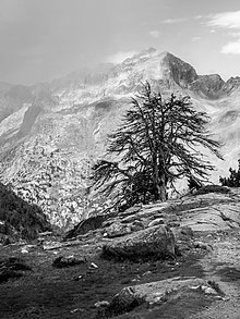 Arbre mort près du Trou du Toro. Septembre 2017.