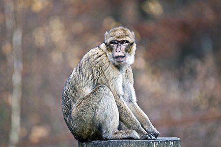 Berberaffe, Barbary Macaque (Macaca sylvanus) Tierpark Gera 05