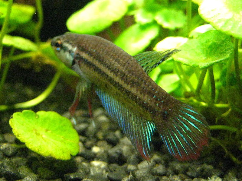 File:Betta imbellis (male) 20100512.jpg