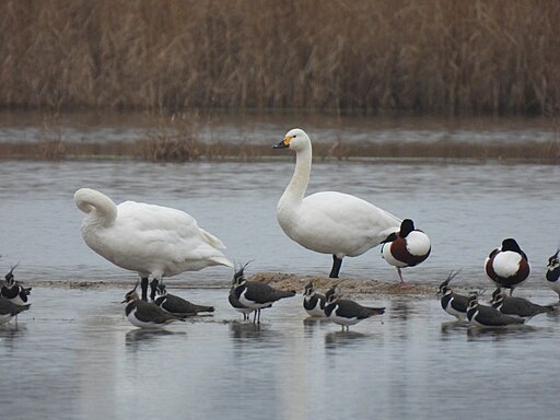 Bewick Swans