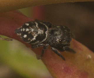 <i>Bianor</i> Genus of spiders