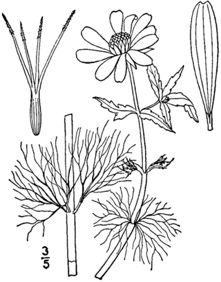 <i>Bidens beckii</i> Species of plant