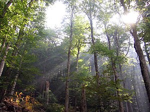 Las pierwotny w parku narodowym Biogradska Gora