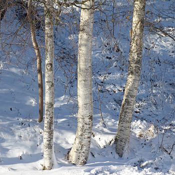 Birch trunks in snow and sunshine