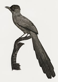 Illustration of a female A. rothschildi. Bird illustration by Histoire Naturelle des Oiseaux de Paradis et Des Rolliers by Jacques Barraband, digitally enhanced by rawpixel-com 39.jpg