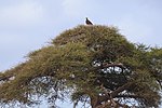 Vachellia abyssinica i Kenya