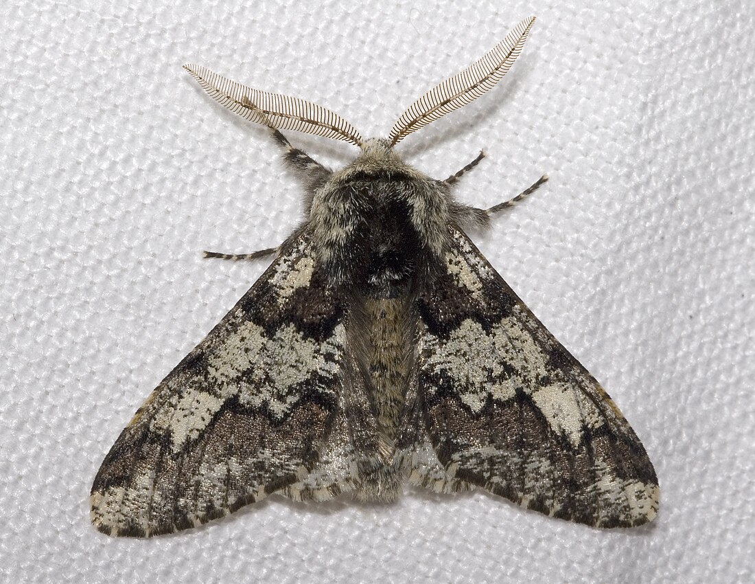 Biston (moth)