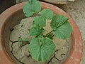Bitter melon plant growing in a container
