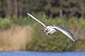 * Nomination A black-headed gull in flight in parc Georges-Valbon, France. --Alexis Lours 21:32, 19 November 2023 (UTC) * Promotion  Support Good quality. --Jakubhal 04:59, 20 November 2023 (UTC)