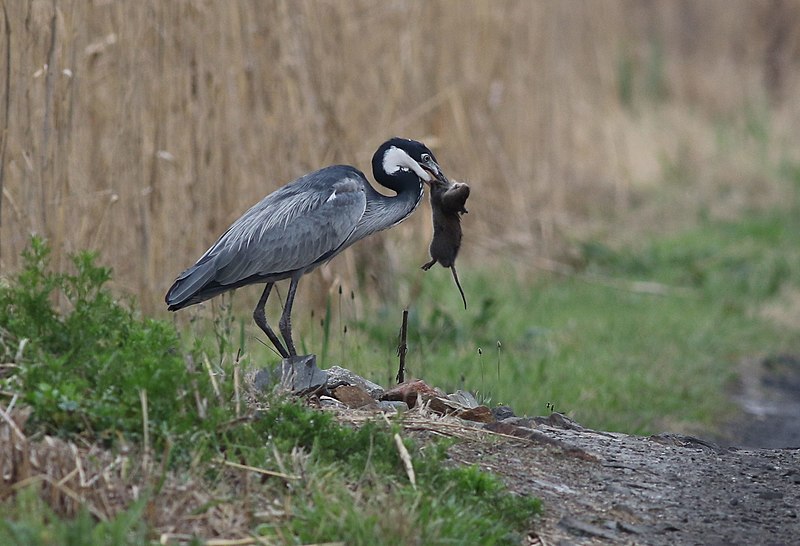 File:Black-headed Heron, Ardea melanocephala at Marievale Nature Reserve, Gauteng, South Africa - It was eating a rat, then went to drink some water. (21553618921).jpg