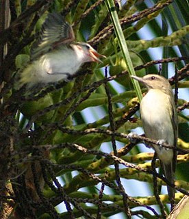 Black-whiskered vireo species of bird