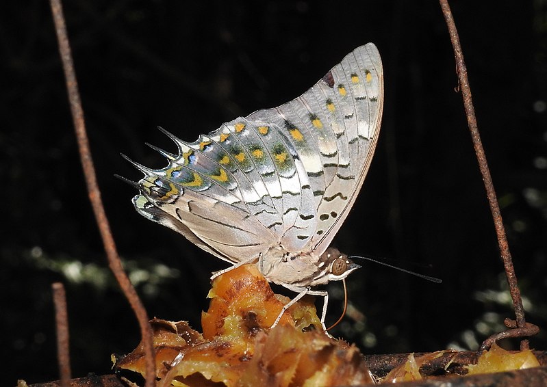 File:Black Rajah Charaxes solon by Dr. Raju Kasambe DSCN1713 (9).jpg