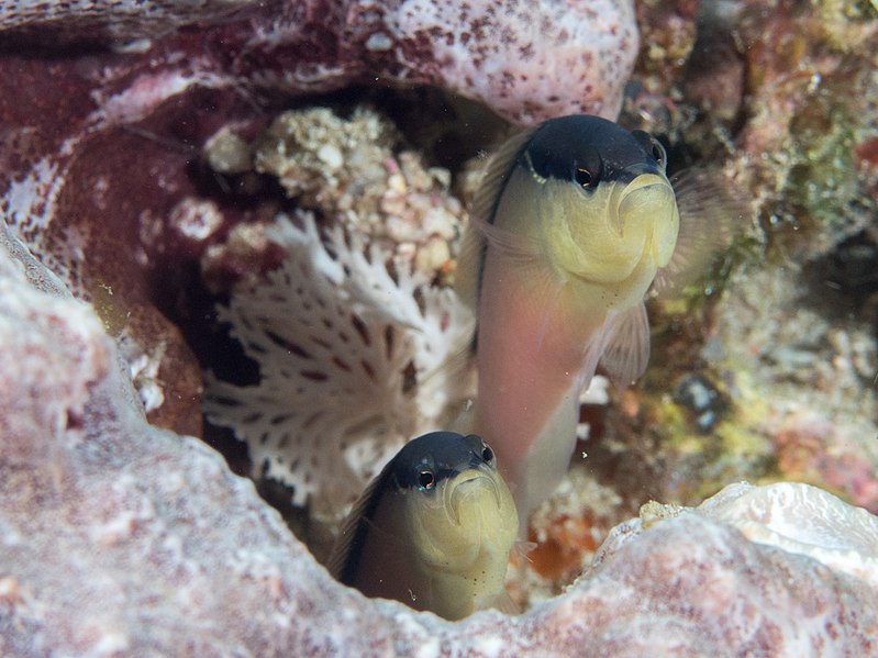 File:Blackstripe dottyback (Pseudochromis perspicillatus) (48272091396).jpg