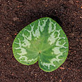 * Nomination Leaf van Cyclamen purpurascens. Famberhorst 16:34, 27 December 2015 (UTC) * Promotion Good quality. --Livioandronico2013 21:24, 27 December 2015 (UTC)