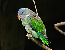 Blue-rumped Parrot Psittinus cyanurus (6970039210) (cropped).jpg