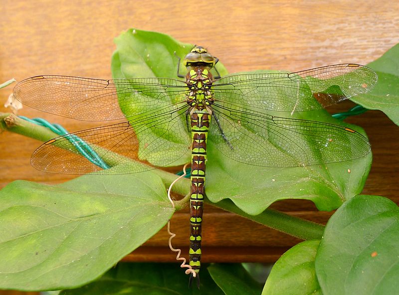 File:Blue Hawker. Aeshna cyanea. Female - Flickr - gailhampshire (1).jpg