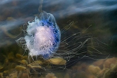 Blue jellyfish in Brofjorden at Sandvik