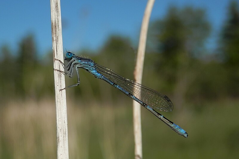 File:Bluet (Enallagma sp.) - Guelph, Ontario 2014-06-05 (03).jpg