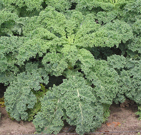 Kale  Raw