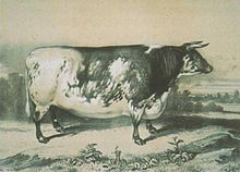 L'immagine in bianco e nero mostra un enorme toro pezzato rettangolare con gambe corte.