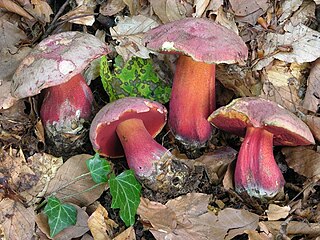 <i>Rubroboletus rubrosanguineus</i> Species of fungus