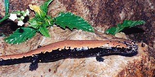 <i>Bolitoglossa platydactyla</i> Species of salamander