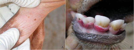 Fail:Bovine papular stomatitis.png