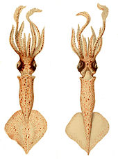 Foto av blekksprut, arten som inspirerte estetikken til Quarrens-hodet.